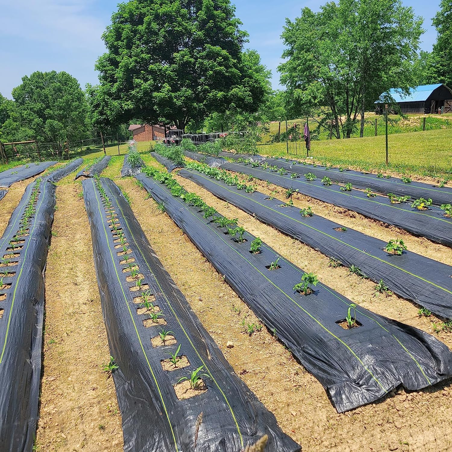 Sunocity 8ft x 300ft Durable Weed Barrier Fabric. 3.2oz Heavy-Duty Landscaping Fabric. Permeable Ground Cover for Garden. Lawn. and Outdoor Projects. Easy to Install. with 90 Staples