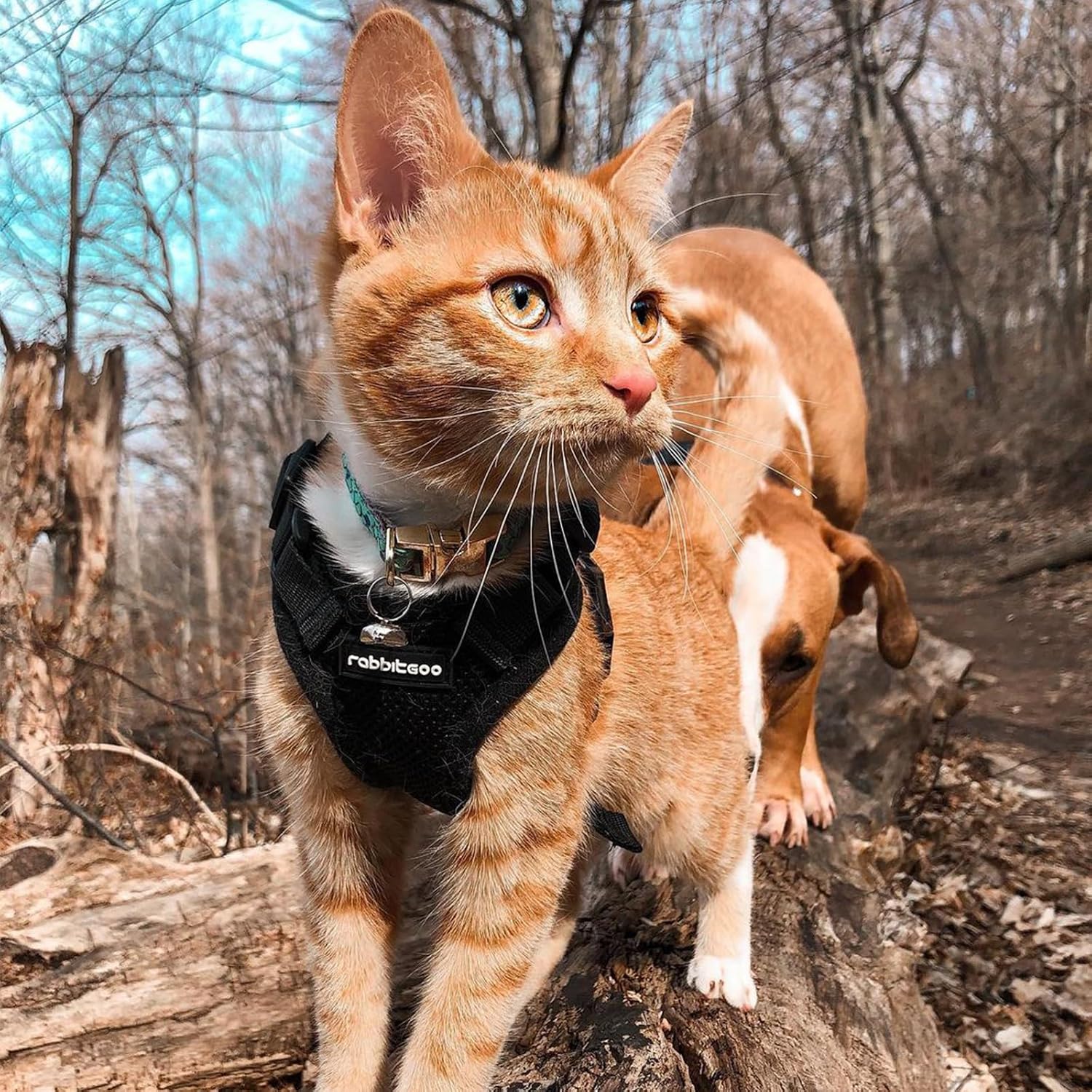 rabbitgoo Cat Harness and Leash Set. Escape Proof Vest. Black | Soft Breathable Mesh. Easy Adjustable Fit. Snap Buckles. Sturdy Clip. Reflective Strips. for Small & Average Cats Walks. Xs